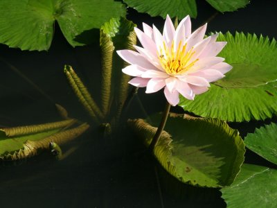 Amanjiwo water lilies