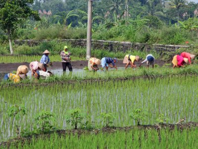 Planting rice, flanks of Mt. Merapi