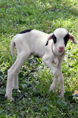 New-born lamb