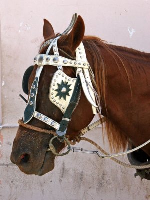 Carriage pony, Havana Vieja