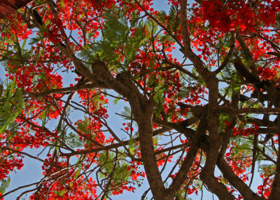 Flame-of-the-forest (Delonix regia)