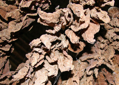 Tobacco leaves air-drying