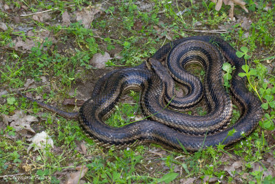 Couleuvre  quatre raies, Elaphe quatuorlineata quatuorlineata