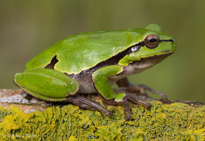 Rainette verte, Hyla arborea