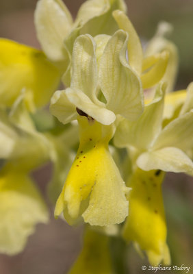 Androrchis pauciflora