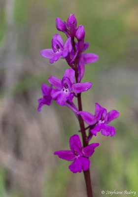 Androrchis quadripunctata