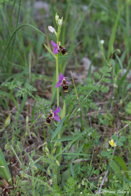 Ophrys rhodostephane