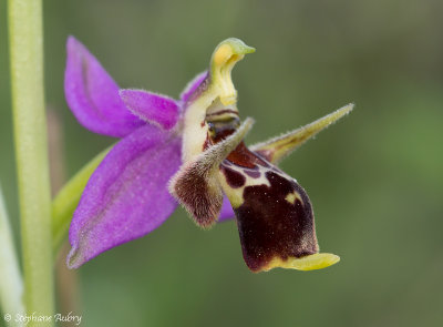 Ophrys rhodostephane