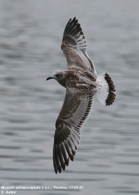 Mouette mélanocéphale, Larus melanocephalus