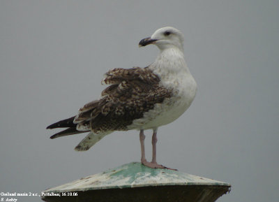 Goland marin, Larus marinus