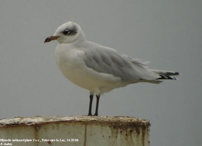 Mouette mélanocéphale, Larus melanocephalus