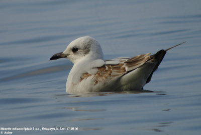 Mouette mélanocéphale, Larus melanocephalus