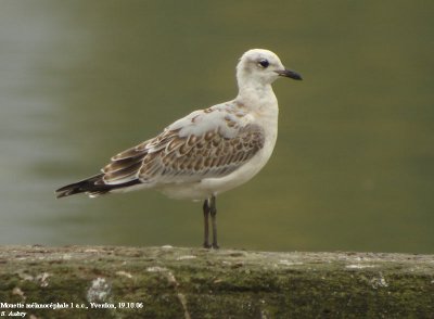 Mouette mélanocéphale, Larus melanocephalus
