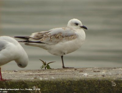 Mouette mélanocéphale, Larus melanocephalus