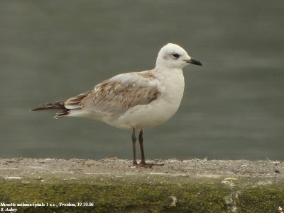 Mouette mélanocéphale, Larus melanocephalus