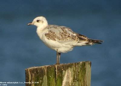 Mouette mélanocéphale, Larus melanocephalus