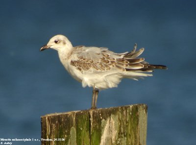 Mouette mélanocéphale, Larus melanocephalus