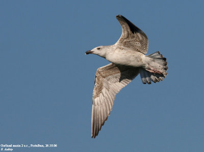 Goland marin, Larus marinus