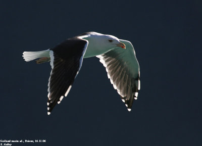 Goland marin, Larus marinus