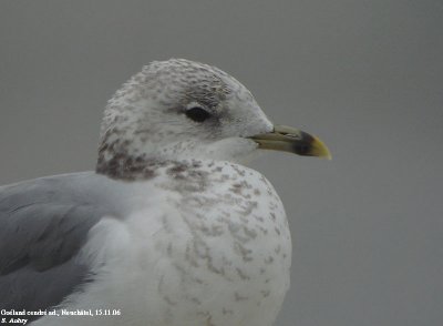 Goland cendr, Larus canus