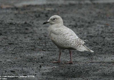 Goland  ailes blanches, Larus glaucoides