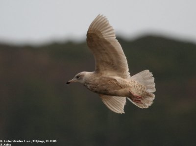 Goland  ailes blanches, Larus glaucoides