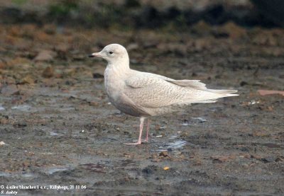 Goland  ailes blanches, Larus glaucoides