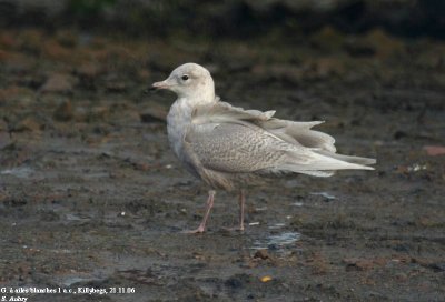 Goland  ailes blanches, Larus glaucoides