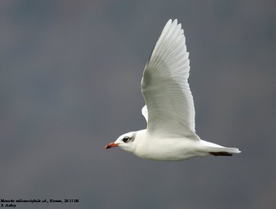 Mouette mélanocéphale, Larus melanocephalus