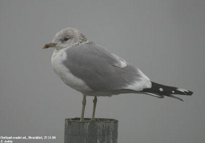 Goland cendr, Larus canus