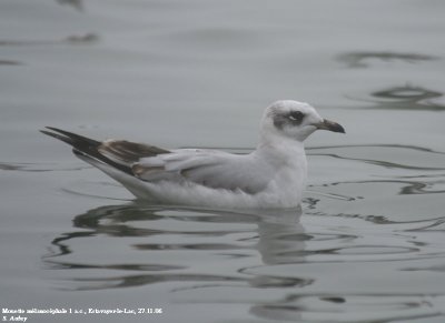 Mouette mélanocéphale, Larus melanocephalus