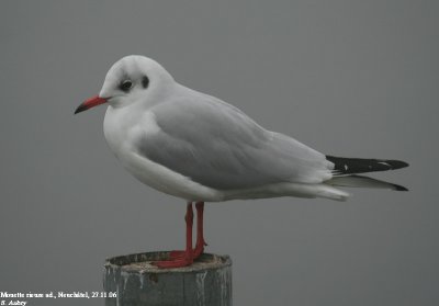 Mouette rieuse, Larus ridibundus