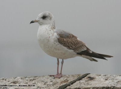 Goland cendr, Larus canus