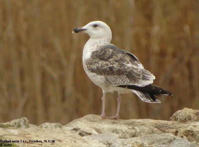 Goland marin, Larus marinus