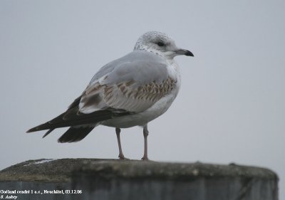 Goland cendr, Larus canus