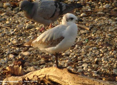 Mouette mélanocéphale, Larus melanocephalus