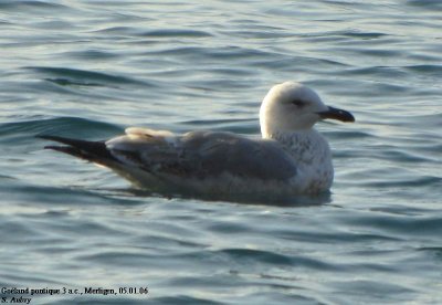 Goland pontique, Larus cachinnans