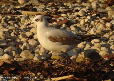 Mouette mélanocéphale, Larus melanocephalus
