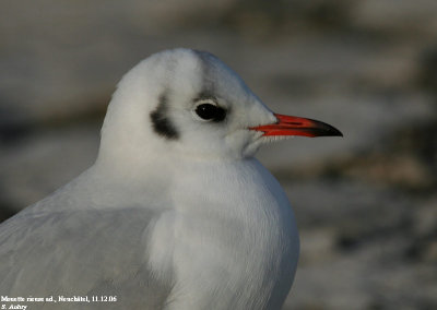 Mouette rieuse, Larus ridibundus