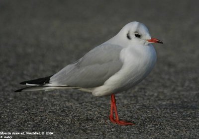 Mouette rieuse, Larus ridibundus
