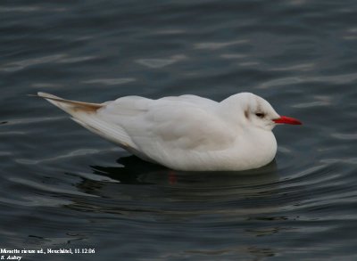 Mouette rieuse, Larus ridibundus