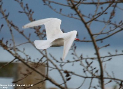 Mouette rieuse, Larus ridibundus