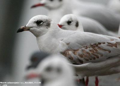 Mouette mélanocéphale, Larus melanocephalus