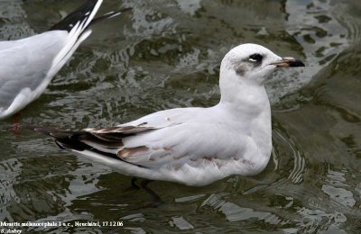 Mouette mélanocéphale, Larus melanocephalus