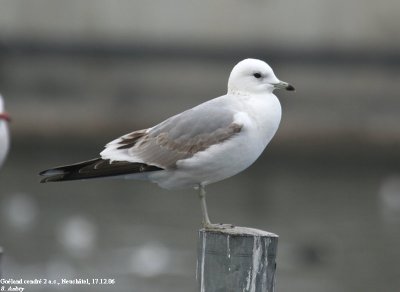 Goland cendr, Larus canus