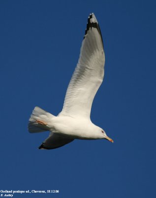 Goland pontique, Larus cachinnans