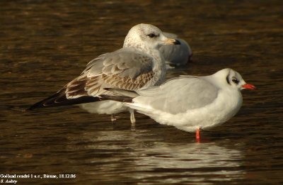 Goland cendr, Larus canus