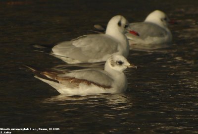 Mouette mélanocéphale, Larus melanocephalus