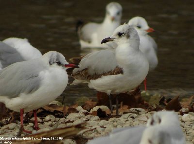 Mouette mélanocéphale, Larus melanocephalus