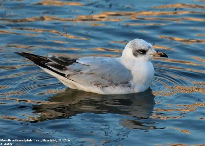 Mouette mélanocéphale, Larus melanocephalus